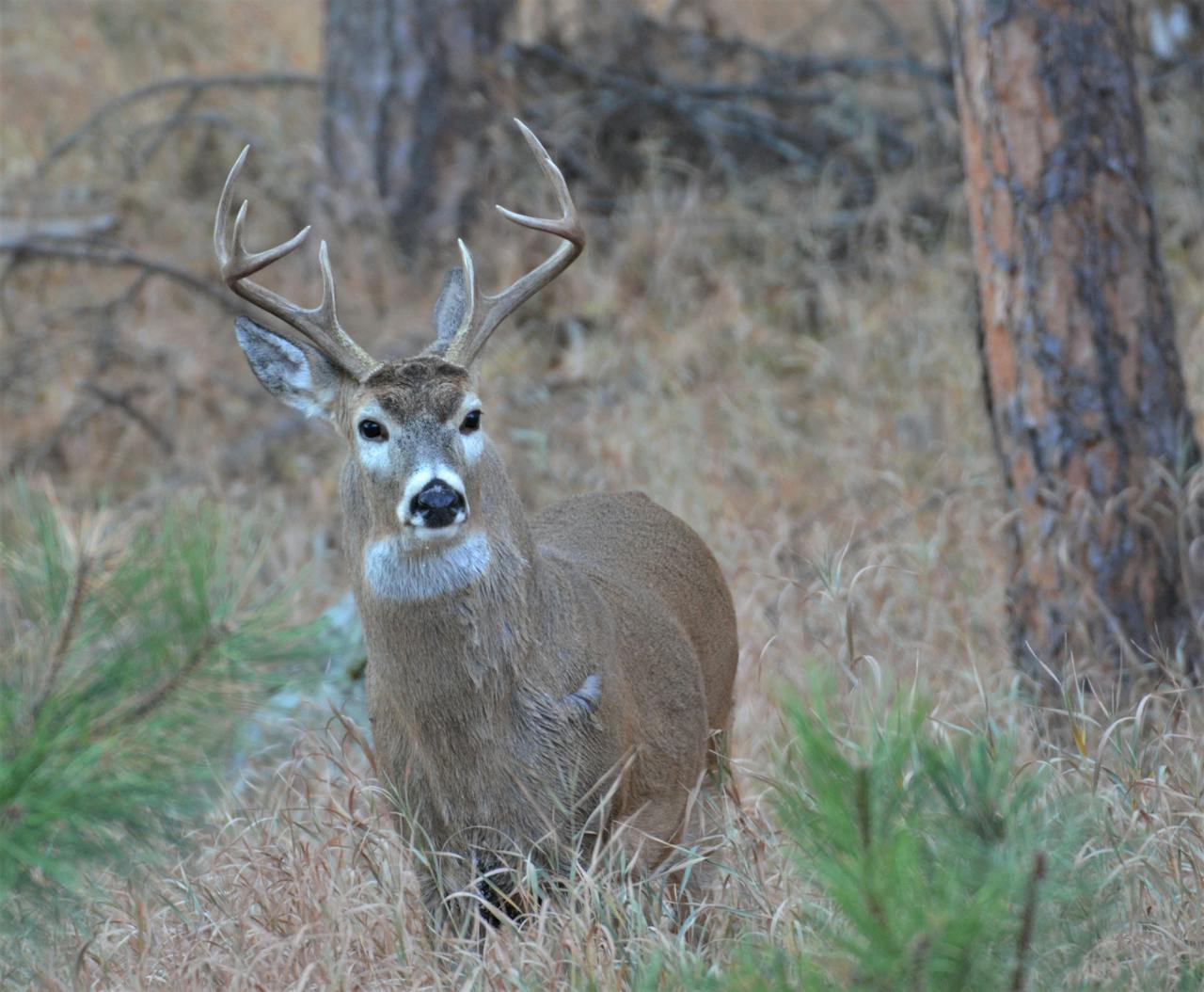 Top 5 Best Youth Deer Rifles